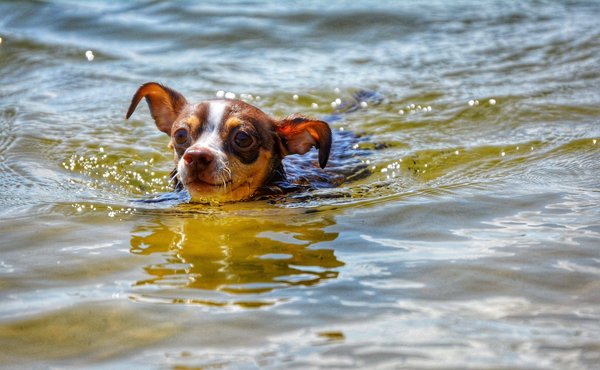 Quels sont les conseils pour commencer une activité de marche rapide pour la santé ?